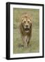 Adult male lion, Serengeti National Park, Tanzania, Africa-Adam Jones-Framed Photographic Print