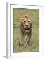 Adult male lion, Serengeti National Park, Tanzania, Africa-Adam Jones-Framed Photographic Print