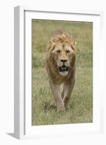 Adult male lion, Serengeti National Park, Tanzania, Africa-Adam Jones-Framed Photographic Print