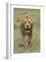 Adult male lion, Serengeti National Park, Tanzania, Africa-Adam Jones-Framed Photographic Print