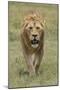 Adult male lion, Serengeti National Park, Tanzania, Africa-Adam Jones-Mounted Photographic Print