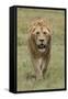 Adult male lion, Serengeti National Park, Tanzania, Africa-Adam Jones-Framed Stretched Canvas