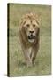 Adult male lion, Serengeti National Park, Tanzania, Africa-Adam Jones-Stretched Canvas