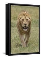 Adult male lion, Serengeti National Park, Tanzania, Africa-Adam Jones-Framed Stretched Canvas