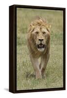 Adult male lion, Serengeti National Park, Tanzania, Africa-Adam Jones-Framed Stretched Canvas