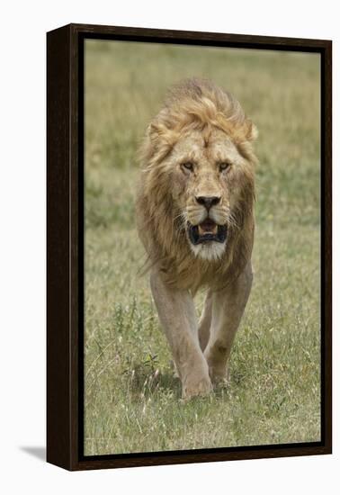 Adult male lion, Serengeti National Park, Tanzania, Africa-Adam Jones-Framed Stretched Canvas