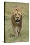 Adult male lion, Serengeti National Park, Tanzania, Africa-Adam Jones-Stretched Canvas