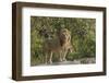 Adult male lions on rocky outcropping, Serengeti National Park, Tanzania, Africa-Adam Jones-Framed Photographic Print