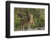 Adult male lions on rocky outcropping, Serengeti National Park, Tanzania, Africa-Adam Jones-Framed Photographic Print