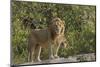 Adult male lions on rocky outcropping, Serengeti National Park, Tanzania, Africa-Adam Jones-Mounted Photographic Print