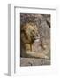 Adult male lions resting on rocky outcropping, Serengeti National Park, Tanzania, Africa-Adam Jones-Framed Photographic Print