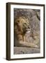 Adult male lions resting on rocky outcropping, Serengeti National Park, Tanzania, Africa-Adam Jones-Framed Photographic Print