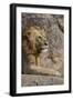 Adult male lions resting on rocky outcropping, Serengeti National Park, Tanzania, Africa-Adam Jones-Framed Photographic Print