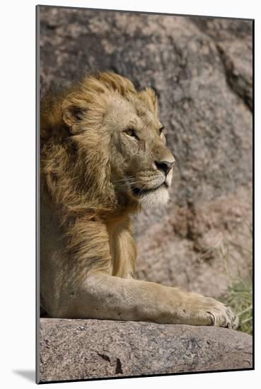 Adult male lions resting on rocky outcropping, Serengeti National Park, Tanzania, Africa-Adam Jones-Mounted Photographic Print