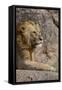 Adult male lions resting on rocky outcropping, Serengeti National Park, Tanzania, Africa-Adam Jones-Framed Stretched Canvas