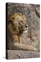 Adult male lions resting on rocky outcropping, Serengeti National Park, Tanzania, Africa-Adam Jones-Stretched Canvas