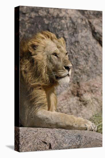 Adult male lions resting on rocky outcropping, Serengeti National Park, Tanzania, Africa-Adam Jones-Stretched Canvas