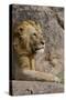 Adult male lions resting on rocky outcropping, Serengeti National Park, Tanzania, Africa-Adam Jones-Stretched Canvas