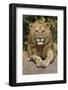 Adult male lions resting on rocky outcropping, Serengeti National Park, Tanzania, Africa-Adam Jones-Framed Photographic Print