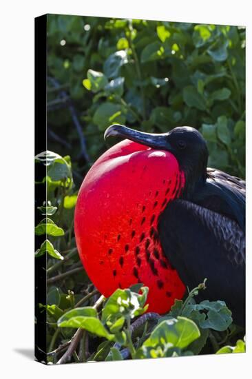 Adult Male Magnificent Frigatebird (Fregata Magnificens), Las Bachas, Santa Cruz Island, Ecuador-Michael Nolan-Stretched Canvas