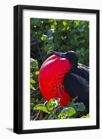 Adult Male Magnificent Frigatebird (Fregata Magnificens), Las Bachas, Santa Cruz Island, Ecuador-Michael Nolan-Framed Premium Photographic Print