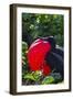 Adult Male Magnificent Frigatebird (Fregata Magnificens), Las Bachas, Santa Cruz Island, Ecuador-Michael Nolan-Framed Photographic Print