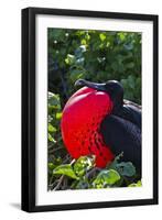 Adult Male Magnificent Frigatebird (Fregata Magnificens), Las Bachas, Santa Cruz Island, Ecuador-Michael Nolan-Framed Photographic Print
