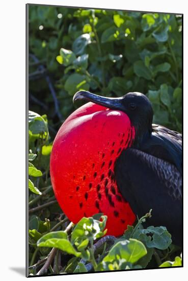 Adult Male Magnificent Frigatebird (Fregata Magnificens), Las Bachas, Santa Cruz Island, Ecuador-Michael Nolan-Mounted Photographic Print