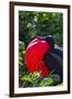 Adult Male Magnificent Frigatebird (Fregata Magnificens), Las Bachas, Santa Cruz Island, Ecuador-Michael Nolan-Framed Photographic Print