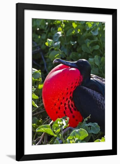 Adult Male Magnificent Frigatebird (Fregata Magnificens), Las Bachas, Santa Cruz Island, Ecuador-Michael Nolan-Framed Photographic Print