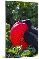 Adult Male Magnificent Frigatebird (Fregata Magnificens), Las Bachas, Santa Cruz Island, Ecuador-Michael Nolan-Mounted Photographic Print