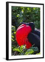 Adult Male Magnificent Frigatebird (Fregata Magnificens), Las Bachas, Santa Cruz Island, Ecuador-Michael Nolan-Framed Photographic Print