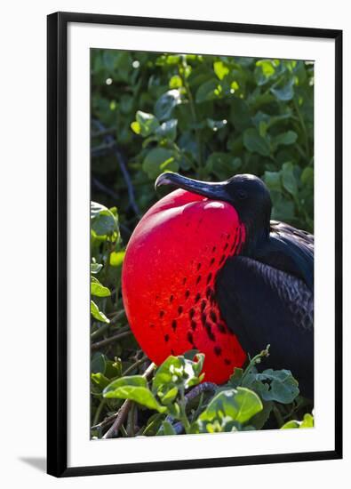 Adult Male Magnificent Frigatebird (Fregata Magnificens), Las Bachas, Santa Cruz Island, Ecuador-Michael Nolan-Framed Photographic Print