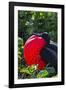 Adult Male Magnificent Frigatebird (Fregata Magnificens), Las Bachas, Santa Cruz Island, Ecuador-Michael Nolan-Framed Photographic Print