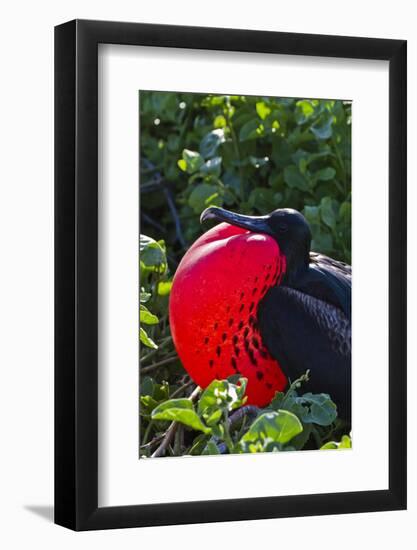 Adult Male Magnificent Frigatebird (Fregata Magnificens), Las Bachas, Santa Cruz Island, Ecuador-Michael Nolan-Framed Photographic Print