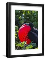 Adult Male Magnificent Frigatebird (Fregata Magnificens), Las Bachas, Santa Cruz Island, Ecuador-Michael Nolan-Framed Photographic Print