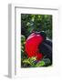 Adult Male Magnificent Frigatebird (Fregata Magnificens), Las Bachas, Santa Cruz Island, Ecuador-Michael Nolan-Framed Photographic Print