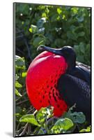 Adult Male Magnificent Frigatebird (Fregata Magnificens), Las Bachas, Santa Cruz Island, Ecuador-Michael Nolan-Mounted Photographic Print