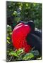 Adult Male Magnificent Frigatebird (Fregata Magnificens), Las Bachas, Santa Cruz Island, Ecuador-Michael Nolan-Mounted Photographic Print