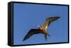 Adult Male Magnificent Frigatebird (Fregata Magnificens), San Gabriel Bay, Espiritu Santo Island-Michael Nolan-Framed Stretched Canvas