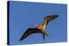 Adult Male Magnificent Frigatebird (Fregata Magnificens), San Gabriel Bay, Espiritu Santo Island-Michael Nolan-Stretched Canvas