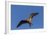 Adult Male Magnificent Frigatebird (Fregata Magnificens), San Gabriel Bay, Espiritu Santo Island-Michael Nolan-Framed Photographic Print