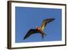 Adult Male Magnificent Frigatebird (Fregata Magnificens), San Gabriel Bay, Espiritu Santo Island-Michael Nolan-Framed Photographic Print