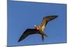 Adult Male Magnificent Frigatebird (Fregata Magnificens), San Gabriel Bay, Espiritu Santo Island-Michael Nolan-Mounted Photographic Print