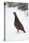 Adult Male Red Grouse (Lagopus Lagopus Scoticus) in Snow, Cairngorms Np, Scotland, UK, February-Mark Hamblin-Stretched Canvas