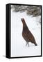 Adult Male Red Grouse (Lagopus Lagopus Scoticus) in Snow, Cairngorms Np, Scotland, UK, February-Mark Hamblin-Framed Stretched Canvas