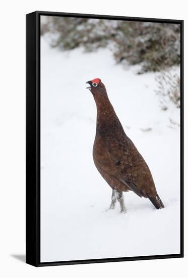 Adult Male Red Grouse (Lagopus Lagopus Scoticus) in Snow, Cairngorms Np, Scotland, UK, February-Mark Hamblin-Framed Stretched Canvas