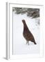 Adult Male Red Grouse (Lagopus Lagopus Scoticus) in Snow, Cairngorms Np, Scotland, UK, February-Mark Hamblin-Framed Premium Photographic Print