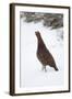 Adult Male Red Grouse (Lagopus Lagopus Scoticus) in Snow, Cairngorms Np, Scotland, UK, February-Mark Hamblin-Framed Premium Photographic Print