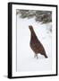 Adult Male Red Grouse (Lagopus Lagopus Scoticus) in Snow, Cairngorms Np, Scotland, UK, February-Mark Hamblin-Framed Premium Photographic Print